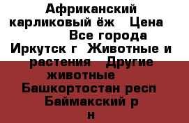 Африканский карликовый ёж › Цена ­ 6 000 - Все города, Иркутск г. Животные и растения » Другие животные   . Башкортостан респ.,Баймакский р-н